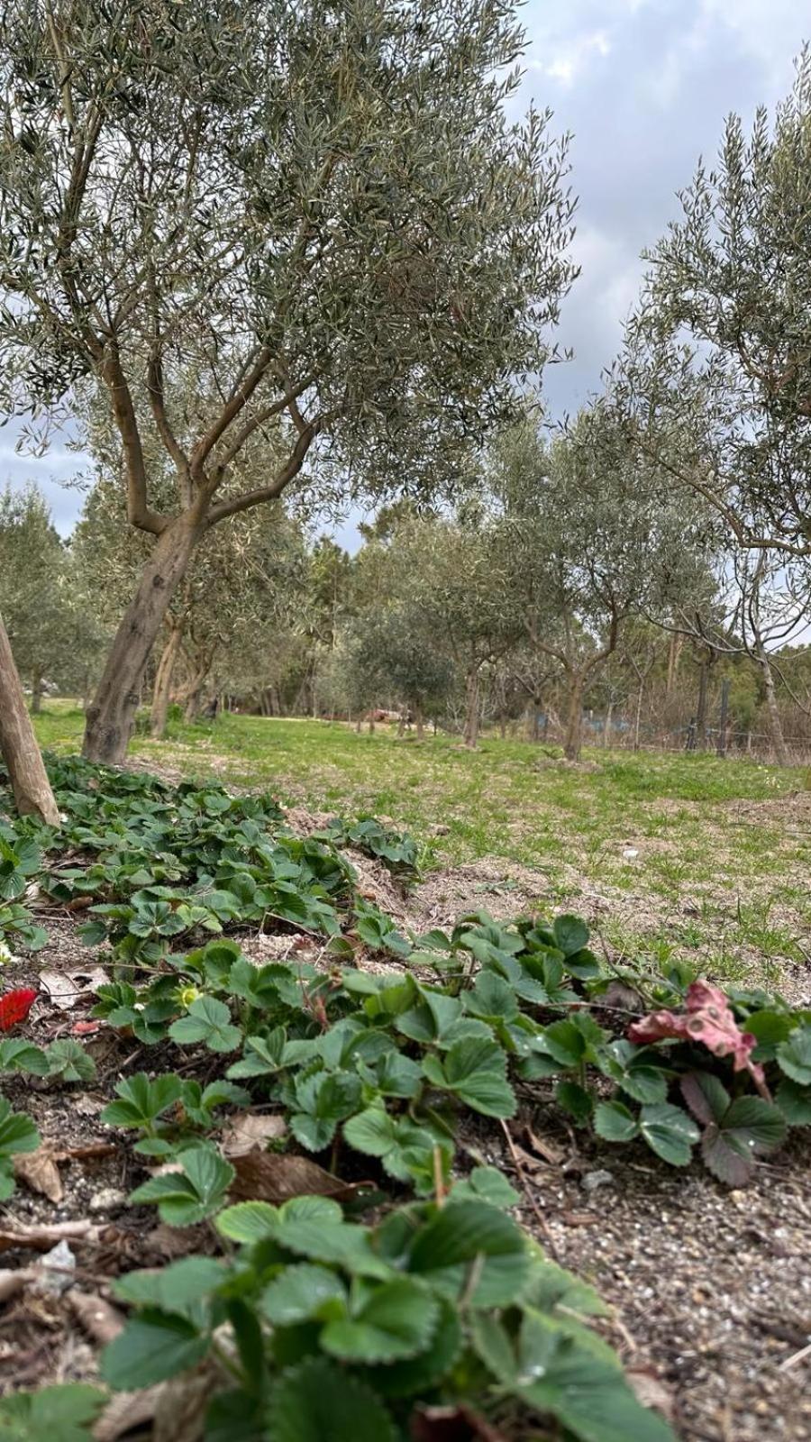 דירות Pegarinhos Casa Da Oliveira מראה חיצוני תמונה